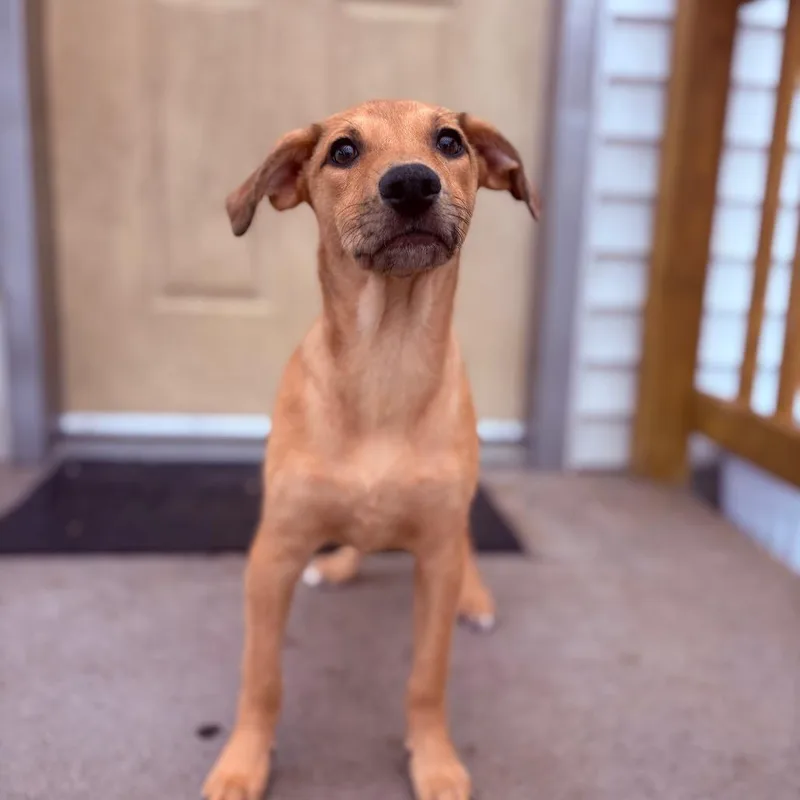 A baby medium-sized female Mixed Breed dog named Dawn for adoption in Fenton, MI