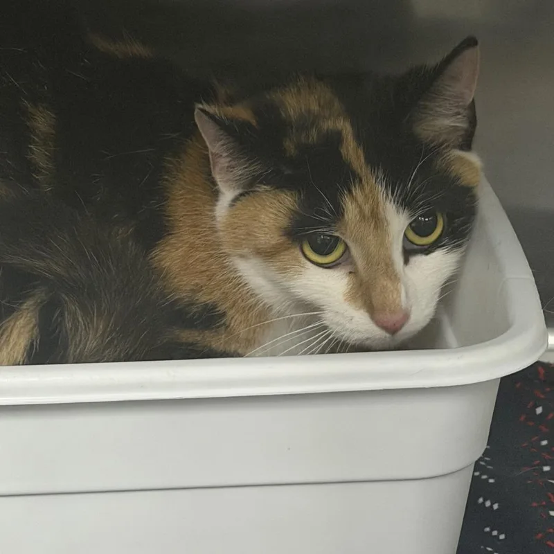 An adult small-sized female Calico Domestic Short Hair cat named Harriet for adoption in Marion, VA