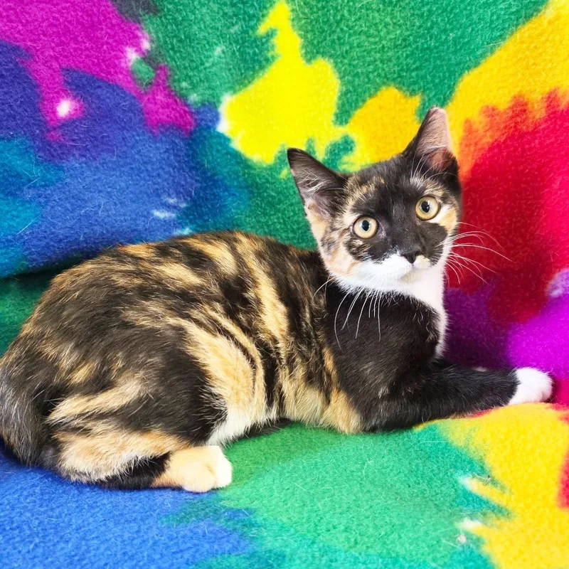 A baby medium-sized female Calico Domestic Short Hair cat named Shelly for adoption in Mount Juliet, TN