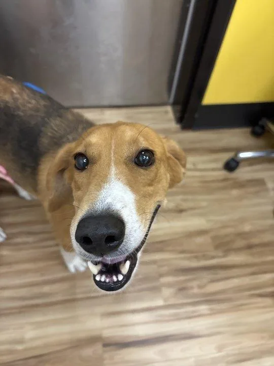 An adult medium-sized female Red / Chestnut / Orange Mixed Breed dog named Christine Jorgensen for adoption in Raleigh, NC