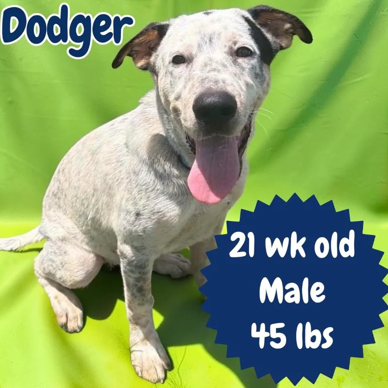 Dodger