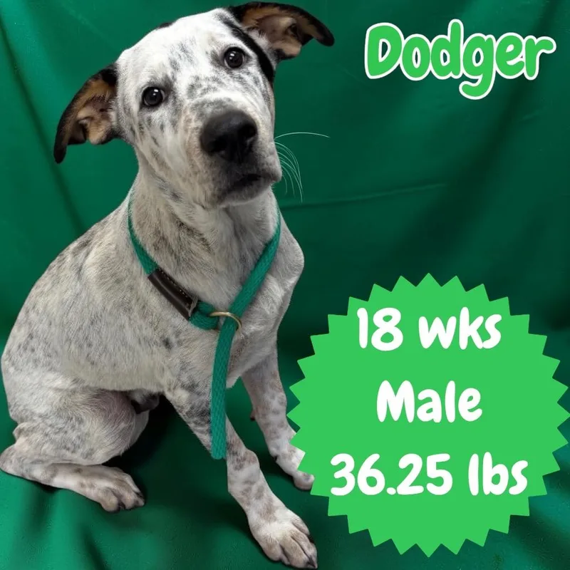 Dodger thumbnail 2