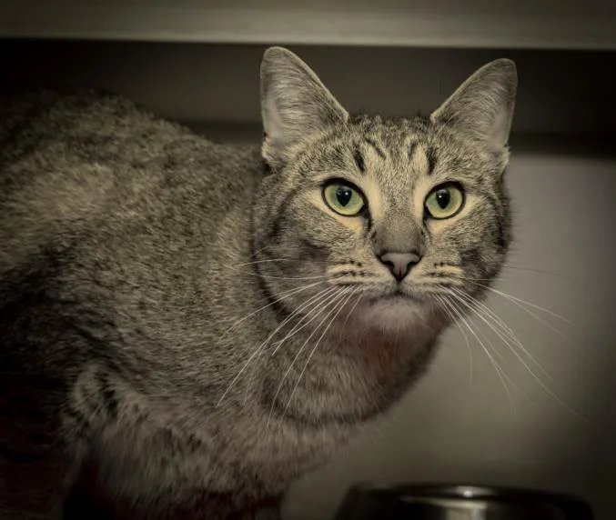 An adult medium-sized male Domestic Short Hair cat named Romeo for adoption in Cookeville, TN