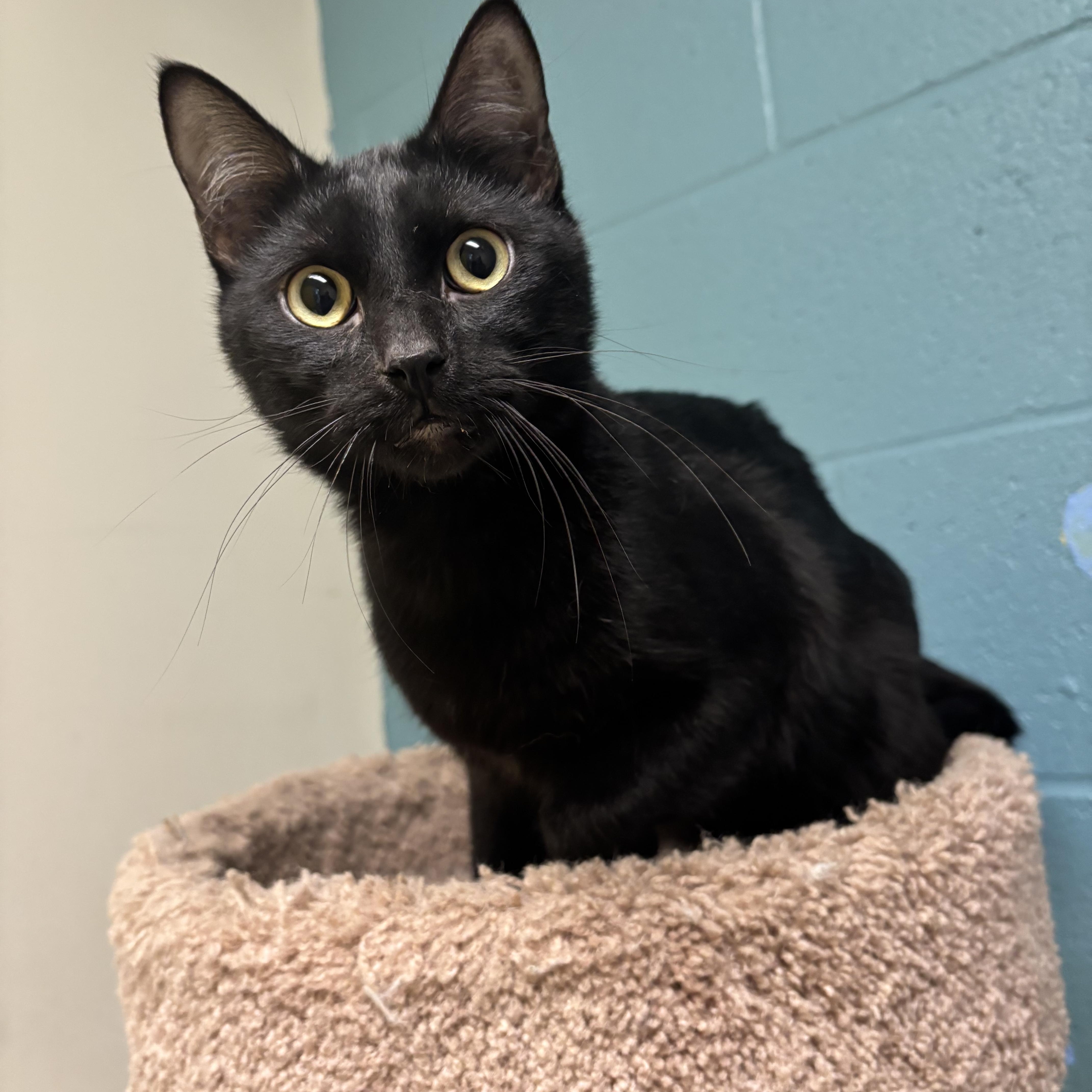 An adult medium-sized male Domestic Short Hair cat named Lover Boy for adoption in Gladstone, MO