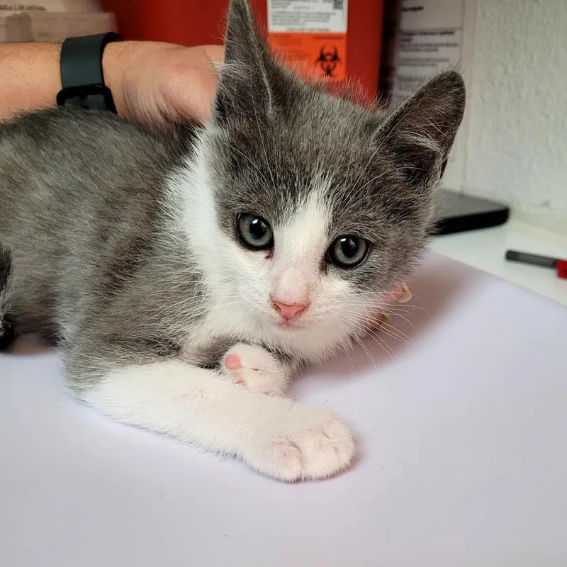 A baby small-sized male Domestic Short Hair cat named Sobek for adoption in Allyn, WA