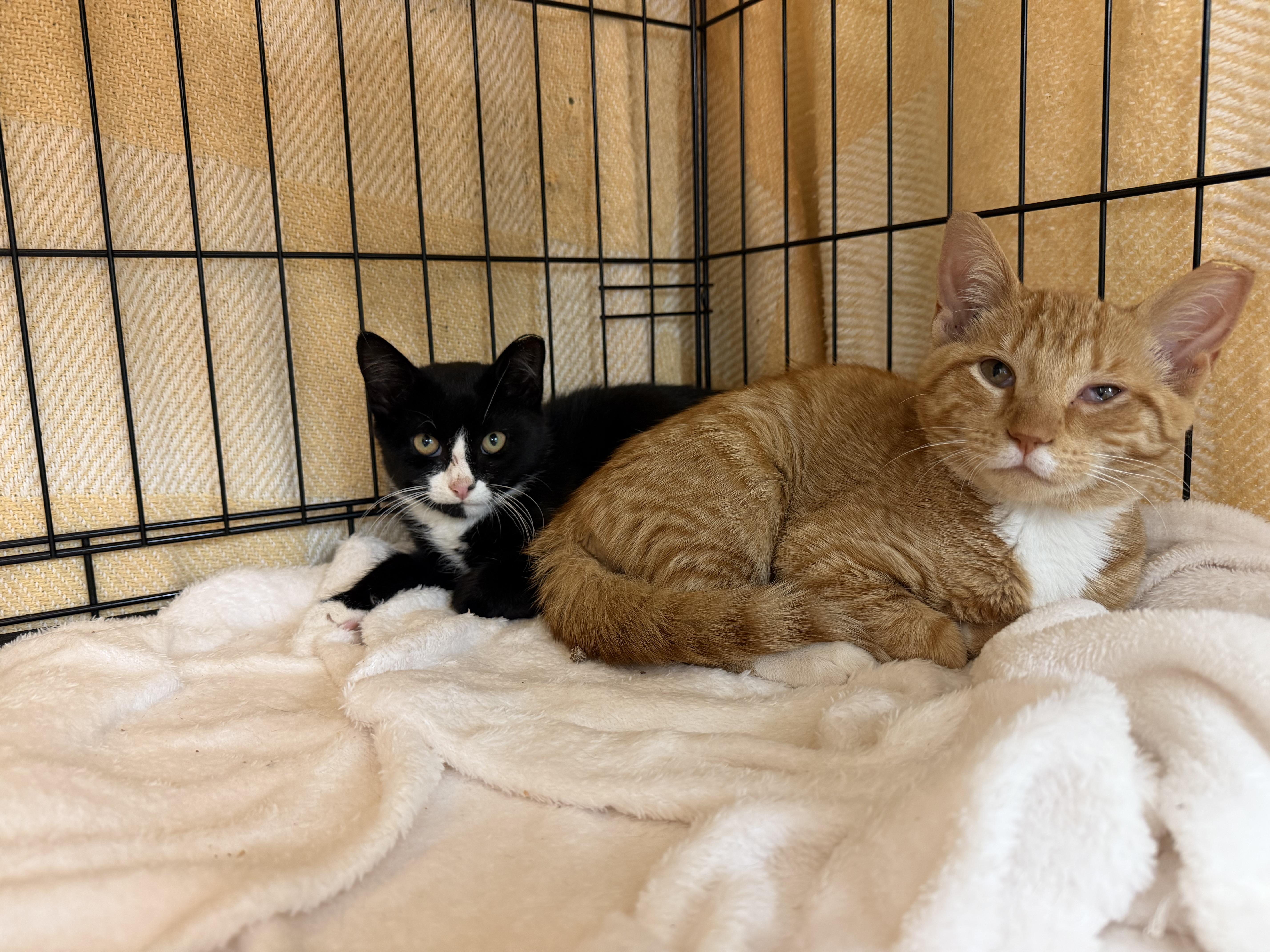 A baby medium-sized male Black & White / Tuxedo Domestic Short Hair cat named Gravy for adoption in Hudson, NY