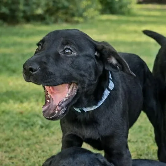 Silver Moon Arriving In