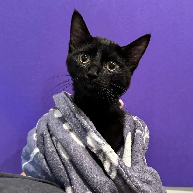 A baby medium-sized male Black Domestic Short Hair cat named Shirt for adoption in Washington Township, OH