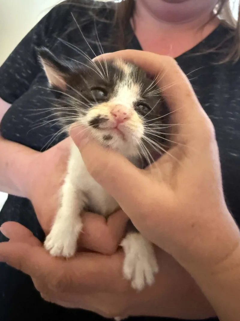 A baby medium-sized female Calico cat named Patches for adoption in Tehachapi, CA