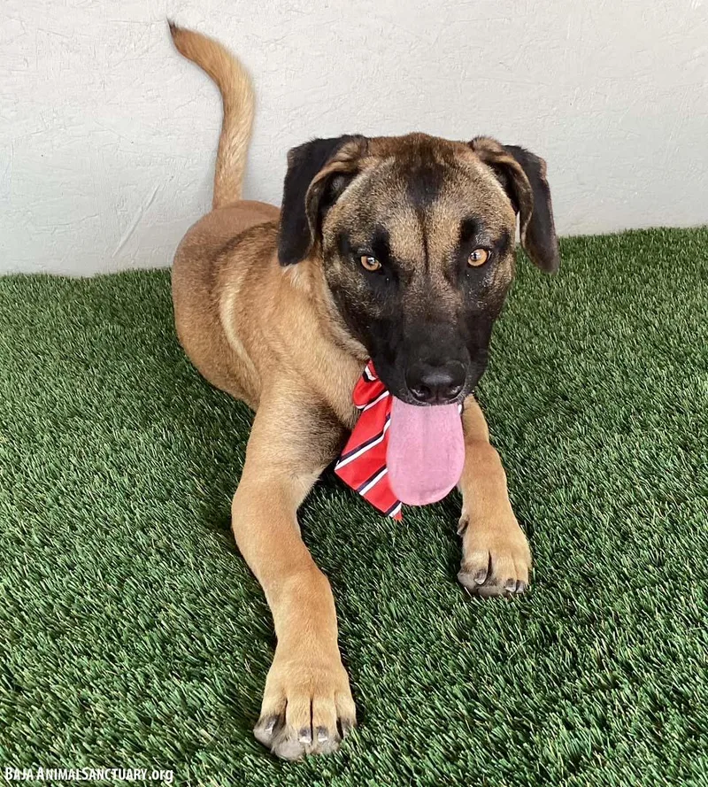 A young medium-sized female Yellow / Tan / Blond / Fawn Belgian Shepherd / Malinois dog named Alyssa for adoption in San Diego, CA