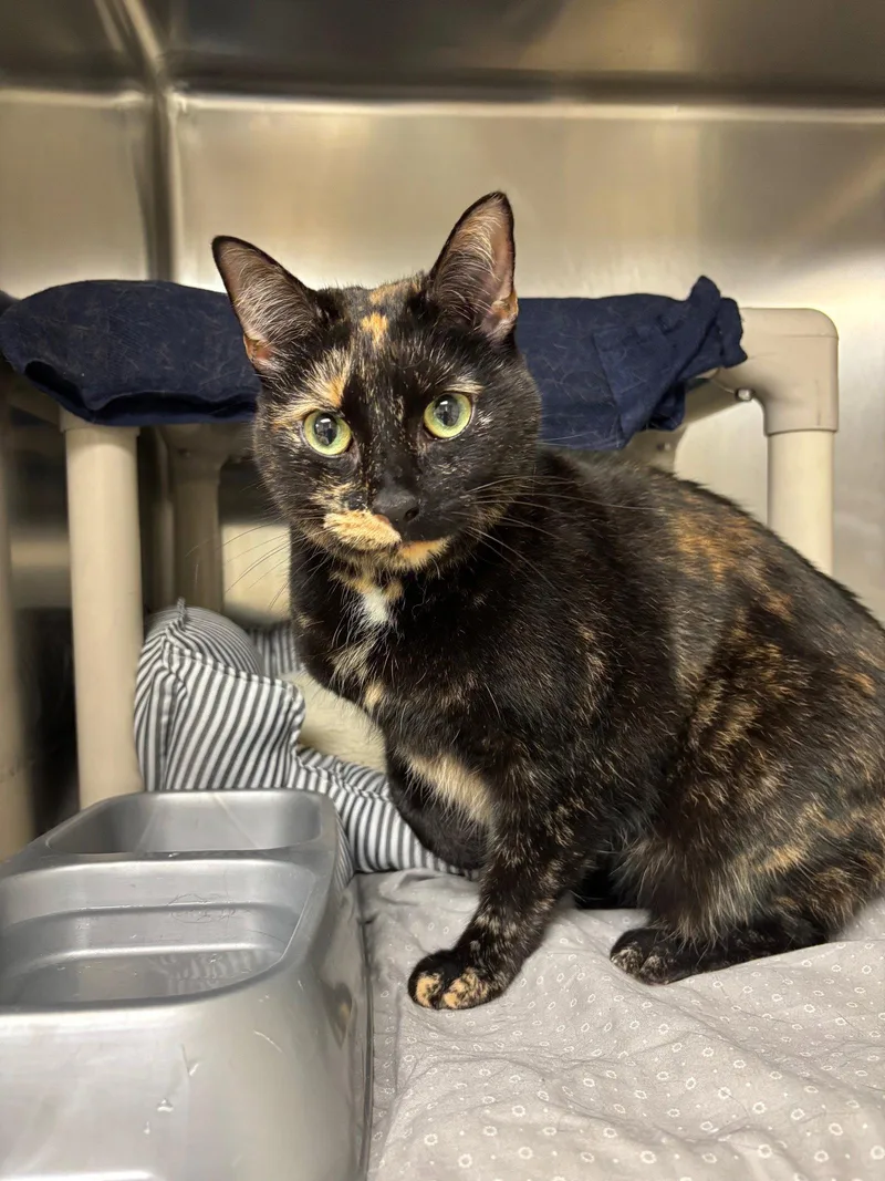 An adult medium-sized female Domestic Short Hair cat named Baby Cat for adoption in Brick, NJ