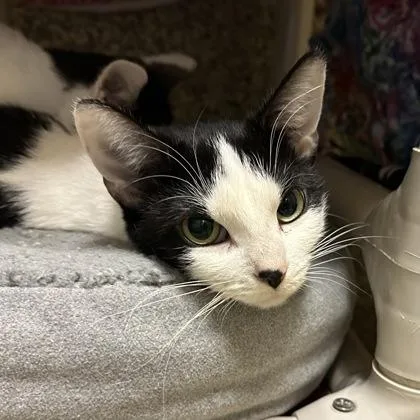 An adult medium-sized female Domestic Short Hair cat named Missy for adoption in Merriam, KS