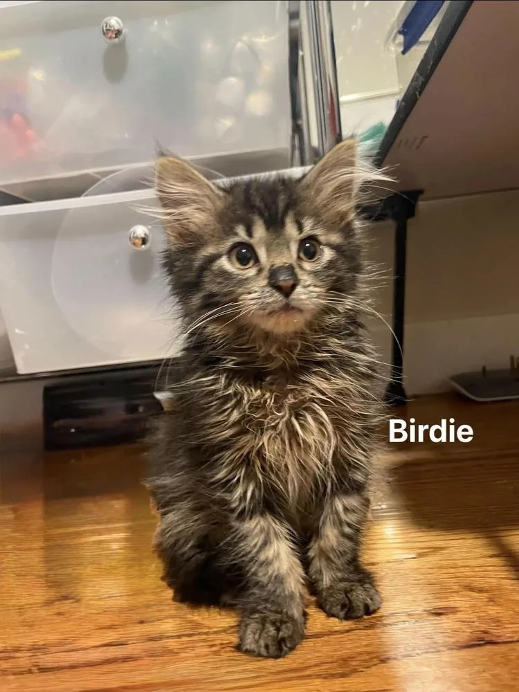 A baby small-sized female Brown / Chocolate Maine Coon cat named Birdie for adoption in Chicago, IL