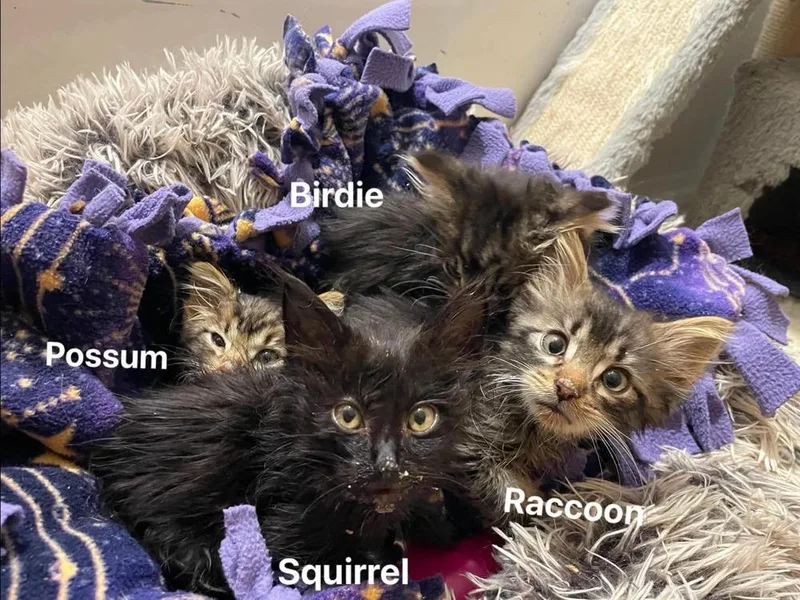 Birdie thumbnail 2
