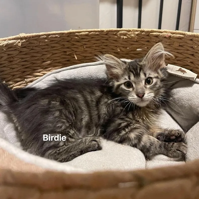 Birdie thumbnail 4
