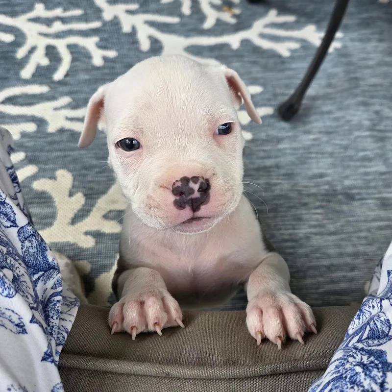 A baby medium-sized male Gray / Blue / Silver Pit Bull Terrier dog named Pua for adoption in Columbia, SC
