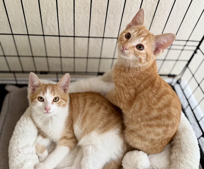 A baby small-sized female Orange & White Domestic Short Hair cat named Amber and Clementine for adoption in San Rafael, CA