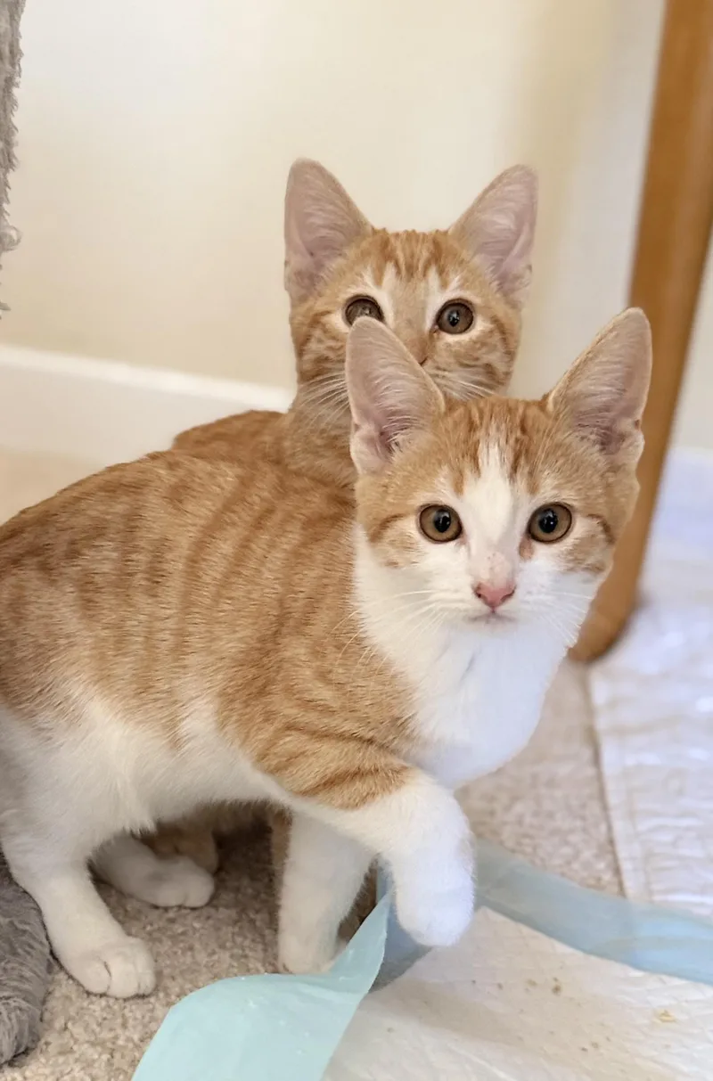 Amber and Clementine thumbnail 3