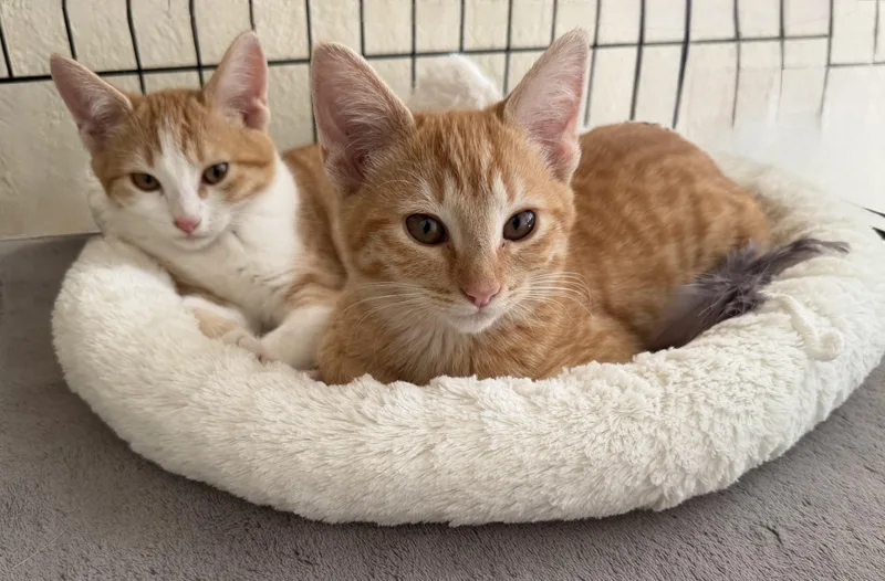 Amber and Clementine thumbnail 6