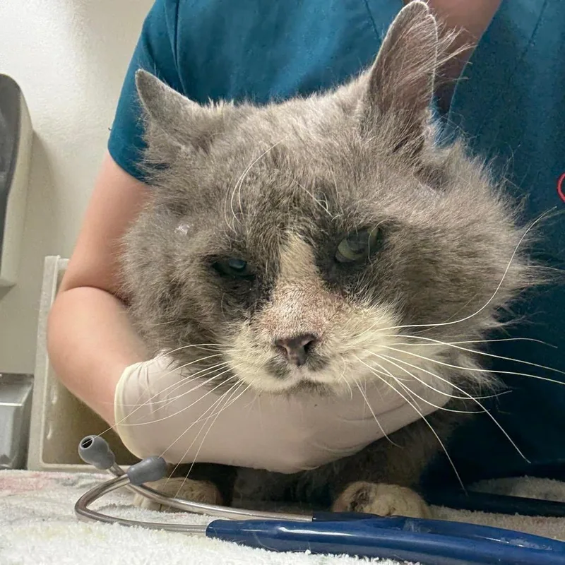 Periwinkle thumbnail 2