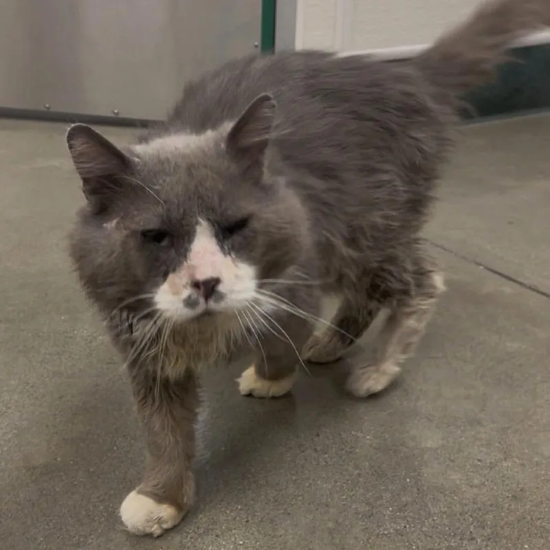 Periwinkle thumbnail 3