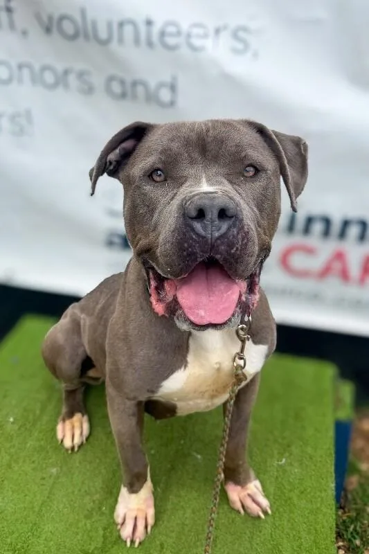 An adult large-sized female Gray / Blue / Silver Mixed Breed dog named Simone for adoption in Cincinnati, OH