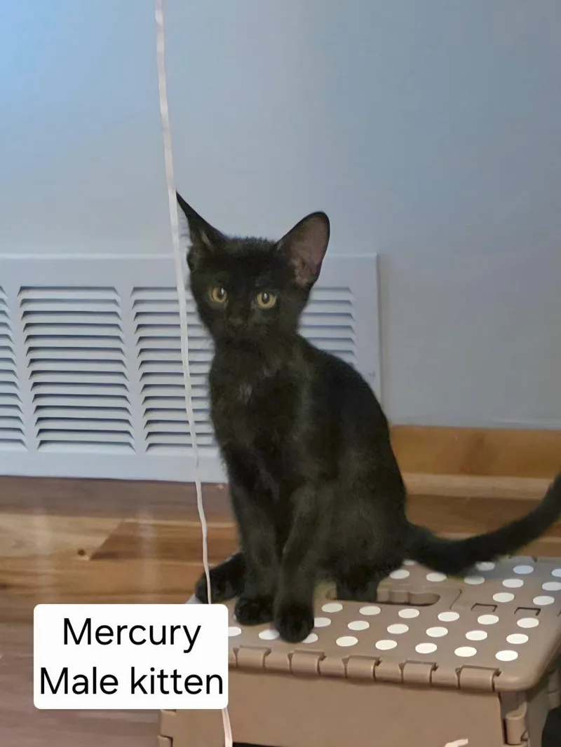 Mercury