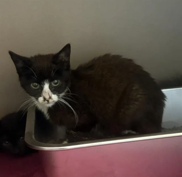 A young medium-sized male Black & White / Tuxedo Domestic Short Hair cat named Waynie for adoption in Clyde, NC