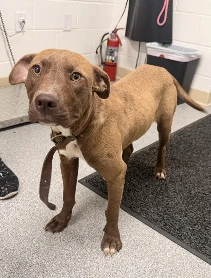 An adult medium-sized female Terrier dog named Octavia for adoption in Daphne, AL