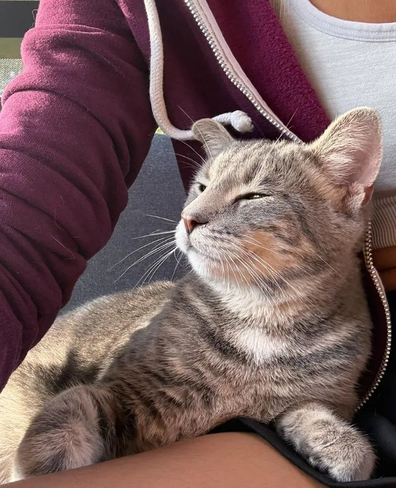 A baby small-sized male Domestic Short Hair cat named Salsa for adoption in Minneapolis, MN