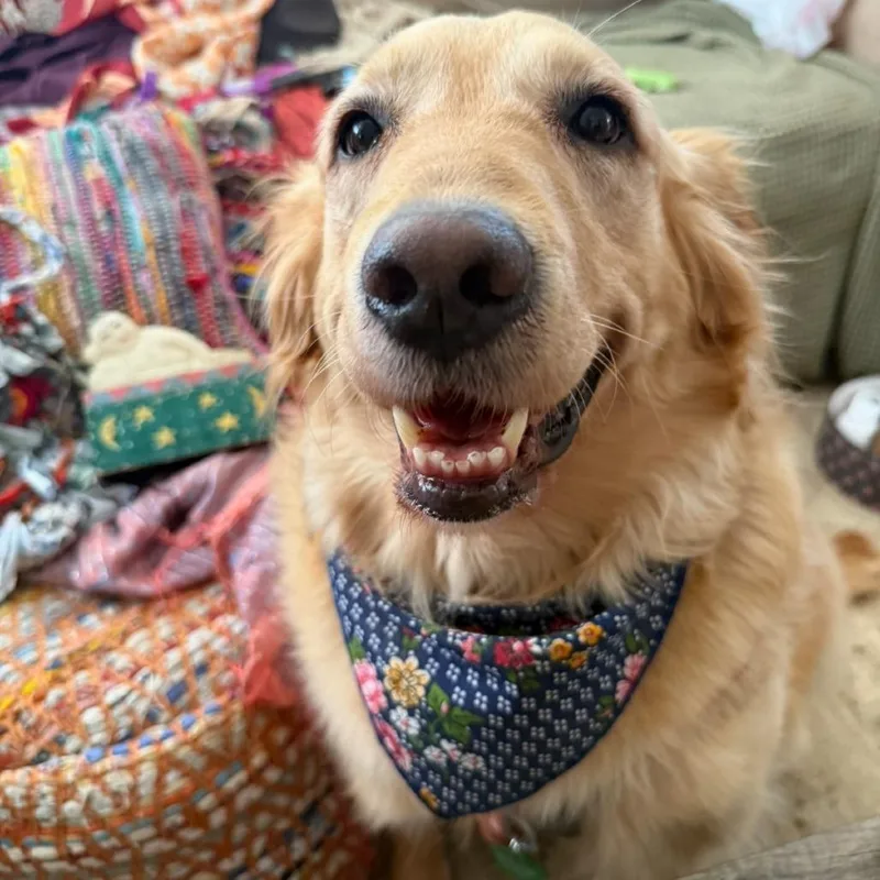 Polly thumbnail 5