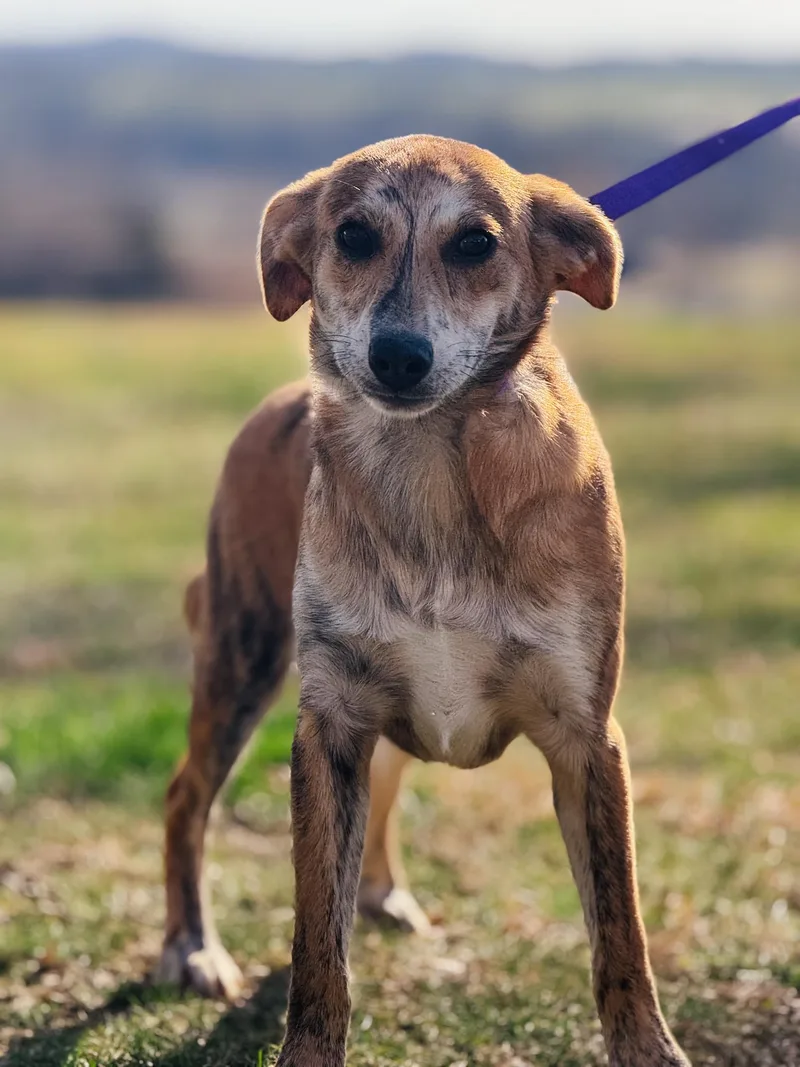 Scarlett thumbnail 4