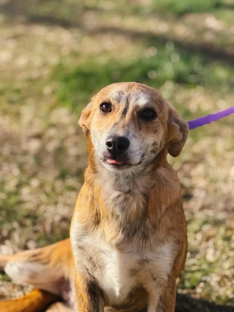 Scarlett thumbnail 5