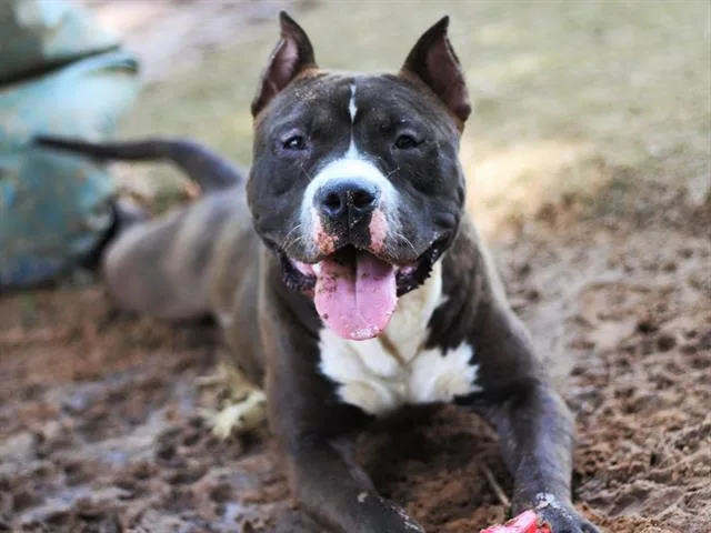 An adult large-sized male American Staffordshire Terrier dog named Colby for adoption in Tallahassee, FL