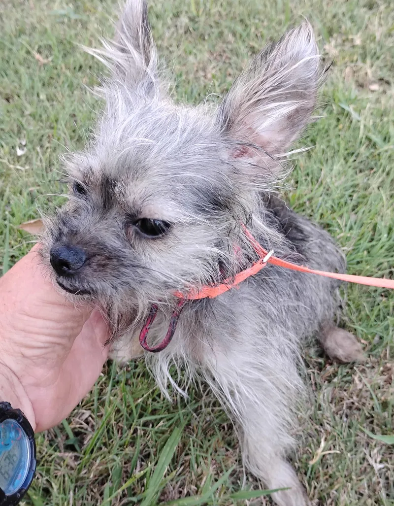 A young small-sized male Yorkshire Terrier dog named Swimmer for adoption in Sulphur, OK