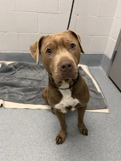 An adult medium-sized female Pit Bull Terrier dog named Cinnamon for adoption in Indianapolis, IN