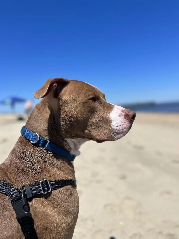 An adult large-sized male Red / Chestnut / Orange Mixed Breed dog named Hershey Kiss for adoption in New York, NY