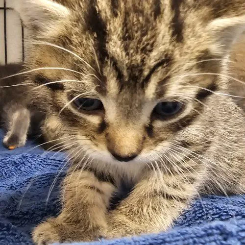 A baby small-sized male Tabby (Brown / Chocolate) Domestic Short Hair cat named Mochi for adoption in Burlington, IA