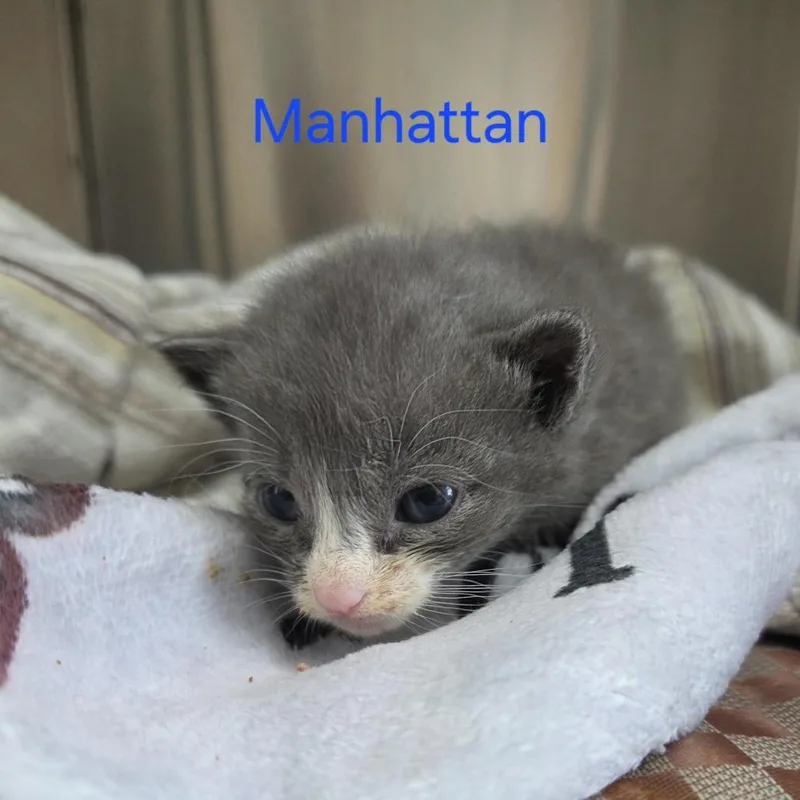 A baby small-sized male Gray / Blue / Silver Domestic Short Hair cat named Manhattan for adoption in Windsor, VA