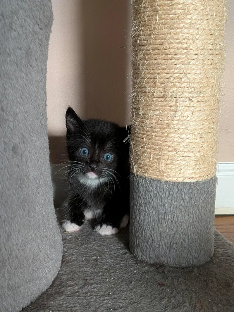 A baby medium-sized male Black & White / Tuxedo Tuxedo cat named Colby Jack for adoption in Wadsworth, IL