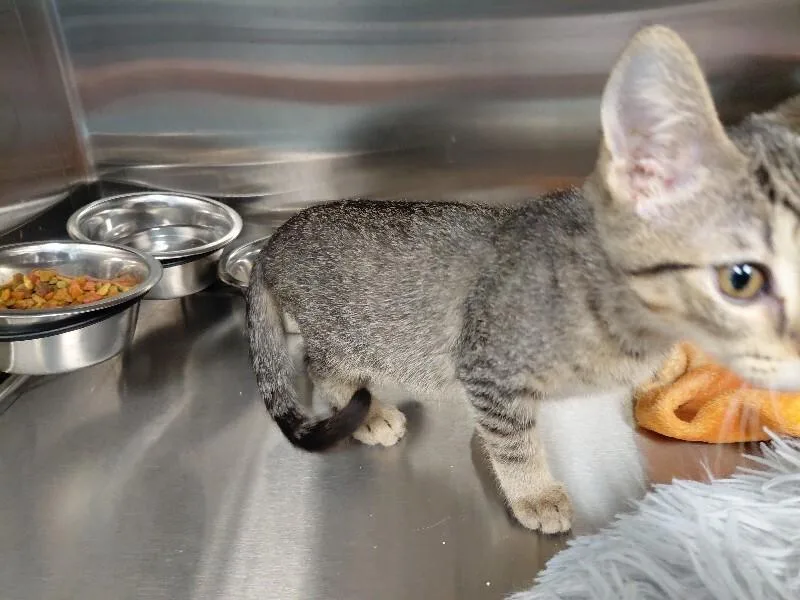 A young medium-sized male Tabby (Buff / Tan / Fawn) Domestic Short Hair cat named Grayson for adoption in bellefontaine, OH