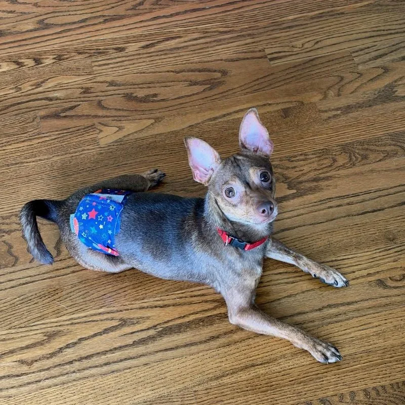 A young small-sized male Miniature Pinscher dog named Kyle your silly for adoption in Barrington, IL