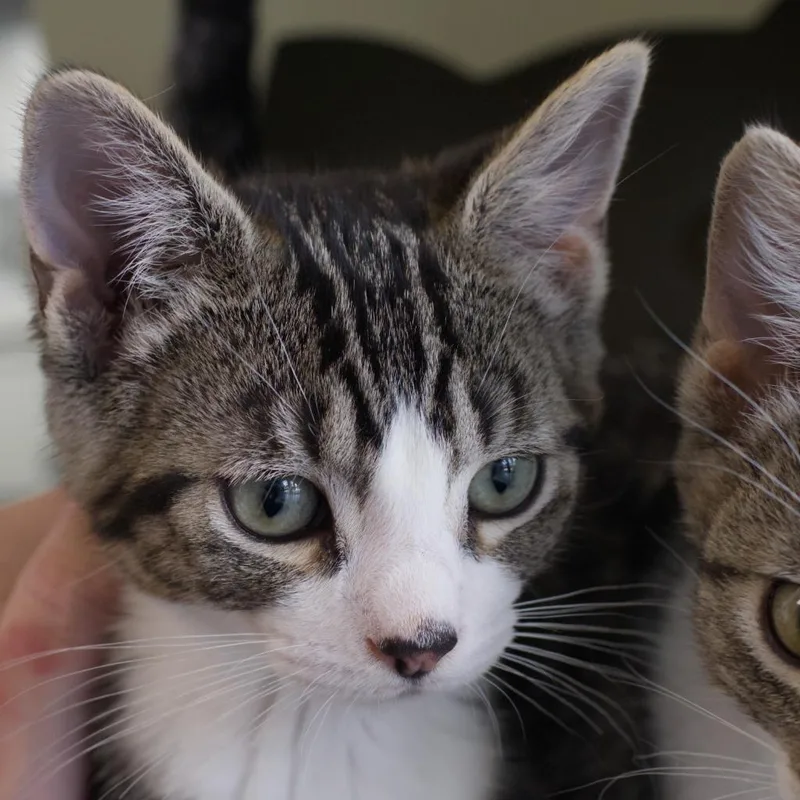 A baby medium-sized male Domestic Short Hair cat named Charles Darwin for adoption in Shoreline, WA