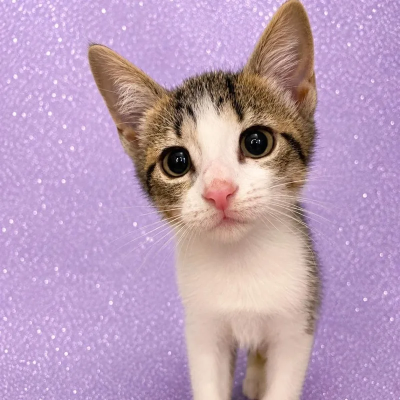 A baby small-sized female Brown / Chocolate Domestic Short Hair cat named Sagitta @ Petco on for adoption in Summerville, SC