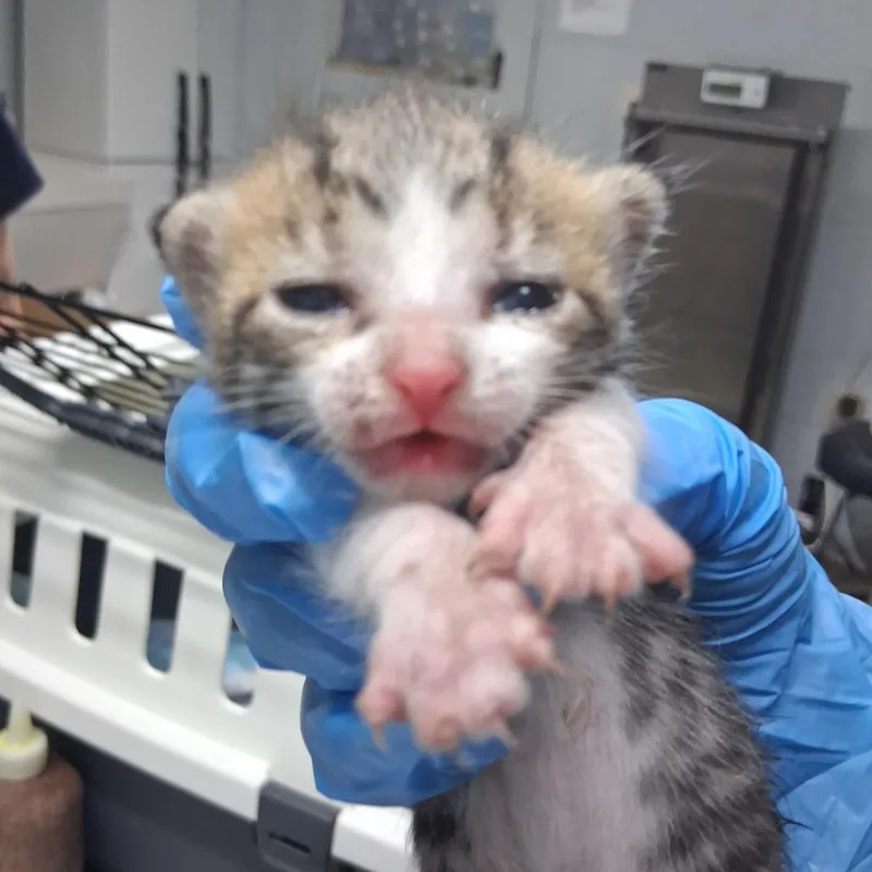 Sagitta @ Petco on thumbnail 2