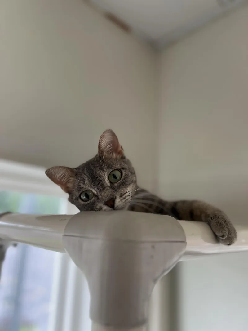 An adult small-sized female Domestic Short Hair cat named Mama for adoption in Norwich, NY