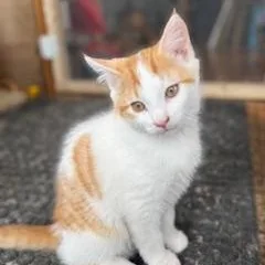 A baby large-sized male Orange & White Domestic Medium Hair cat named Gizmo for adoption in Hawley, PA