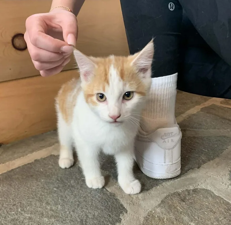 Gizmo thumbnail 3