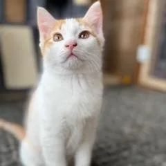 Gizmo thumbnail 5