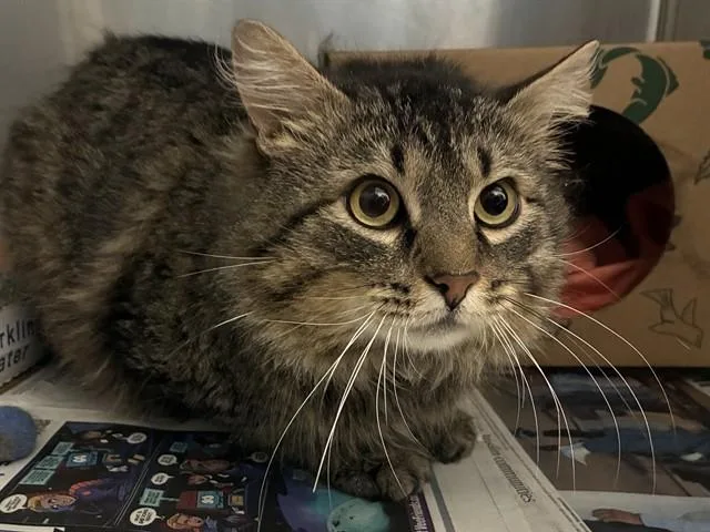 An adult medium-sized male Domestic Long Hair cat named Mario for adoption in Saint Louis, MO